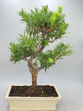 Podocarpus macrophyllus
