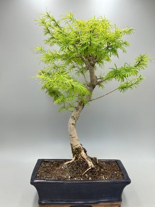 Pseudolarix amabilis