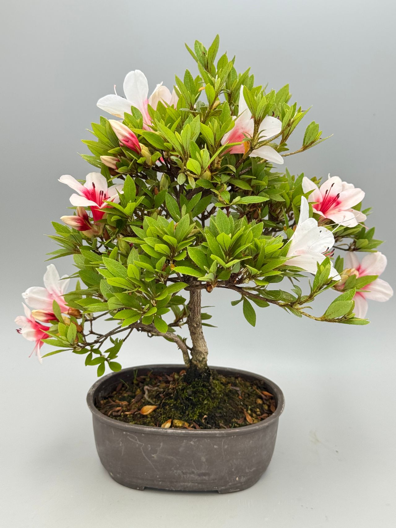 Rhododendron lateritium, fotografia 1