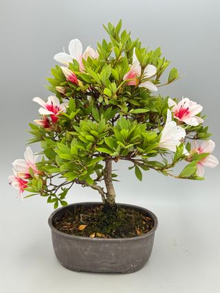 Rhododendron lateritium