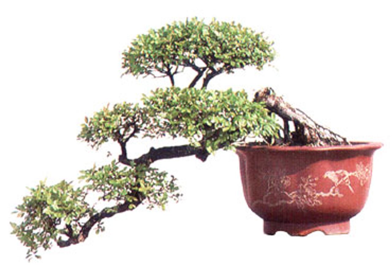 Sageretia theezans, foto 1
