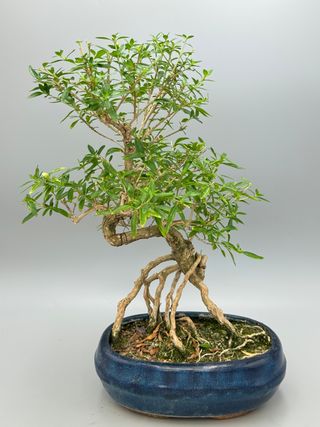 Serissa foetida