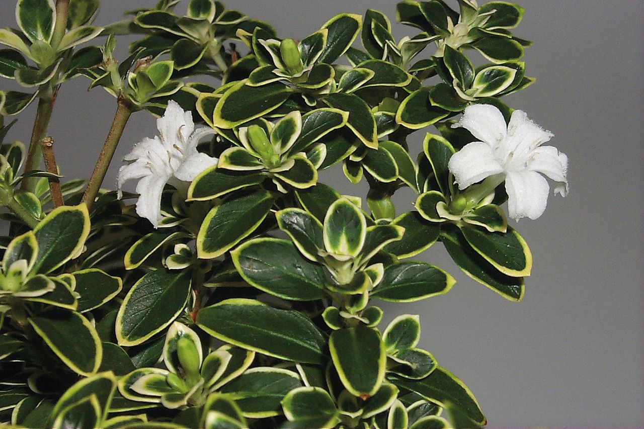 Serissa Variegata, foto 1