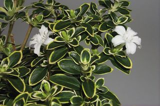 Serissa Variegata