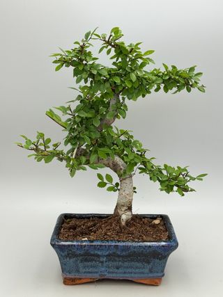 Ulmus parvifolia