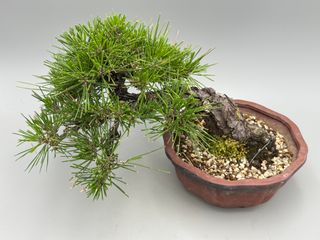 Pinus thunbergii