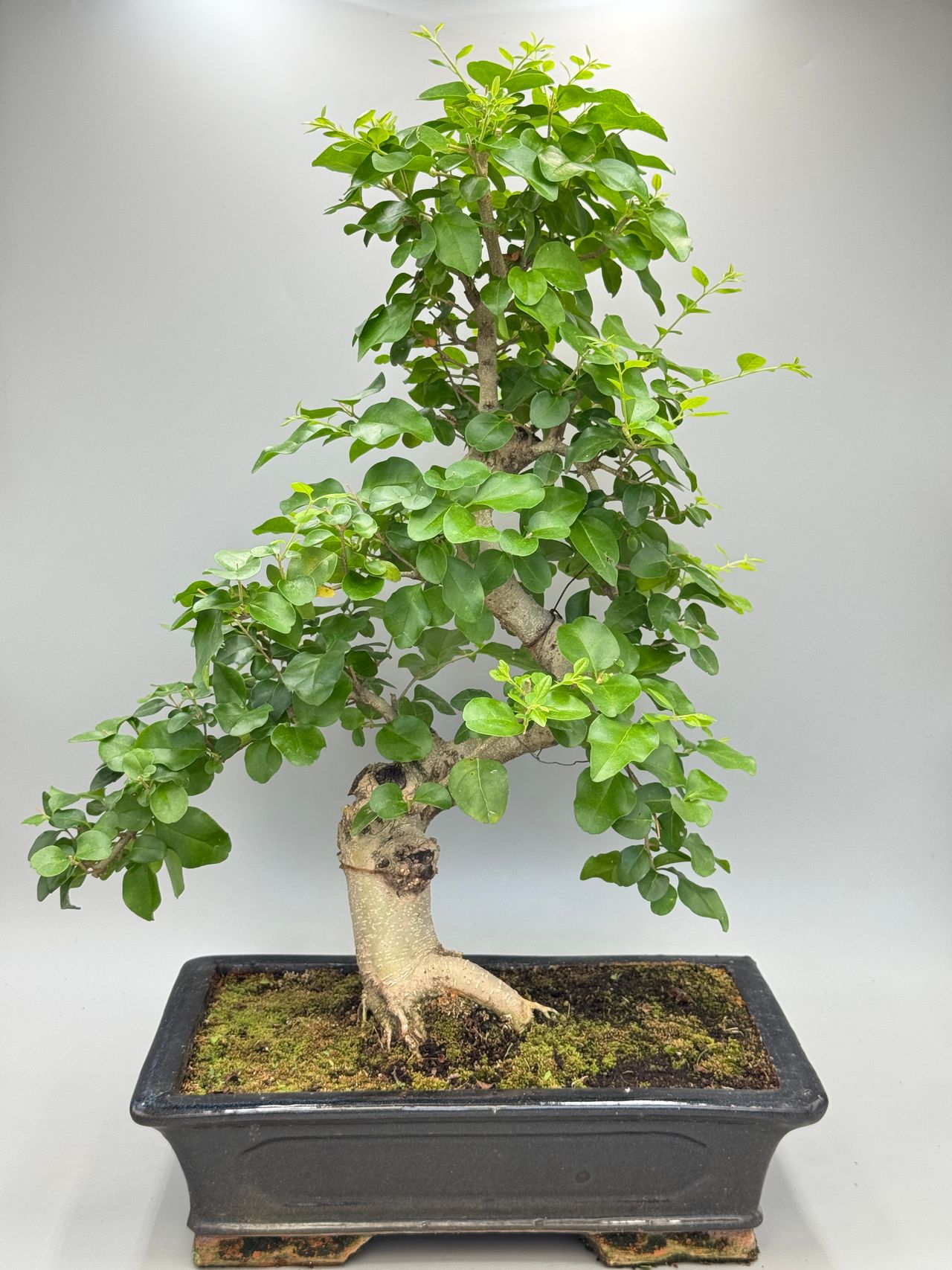 Ligustrum ovalifolium, photo 1