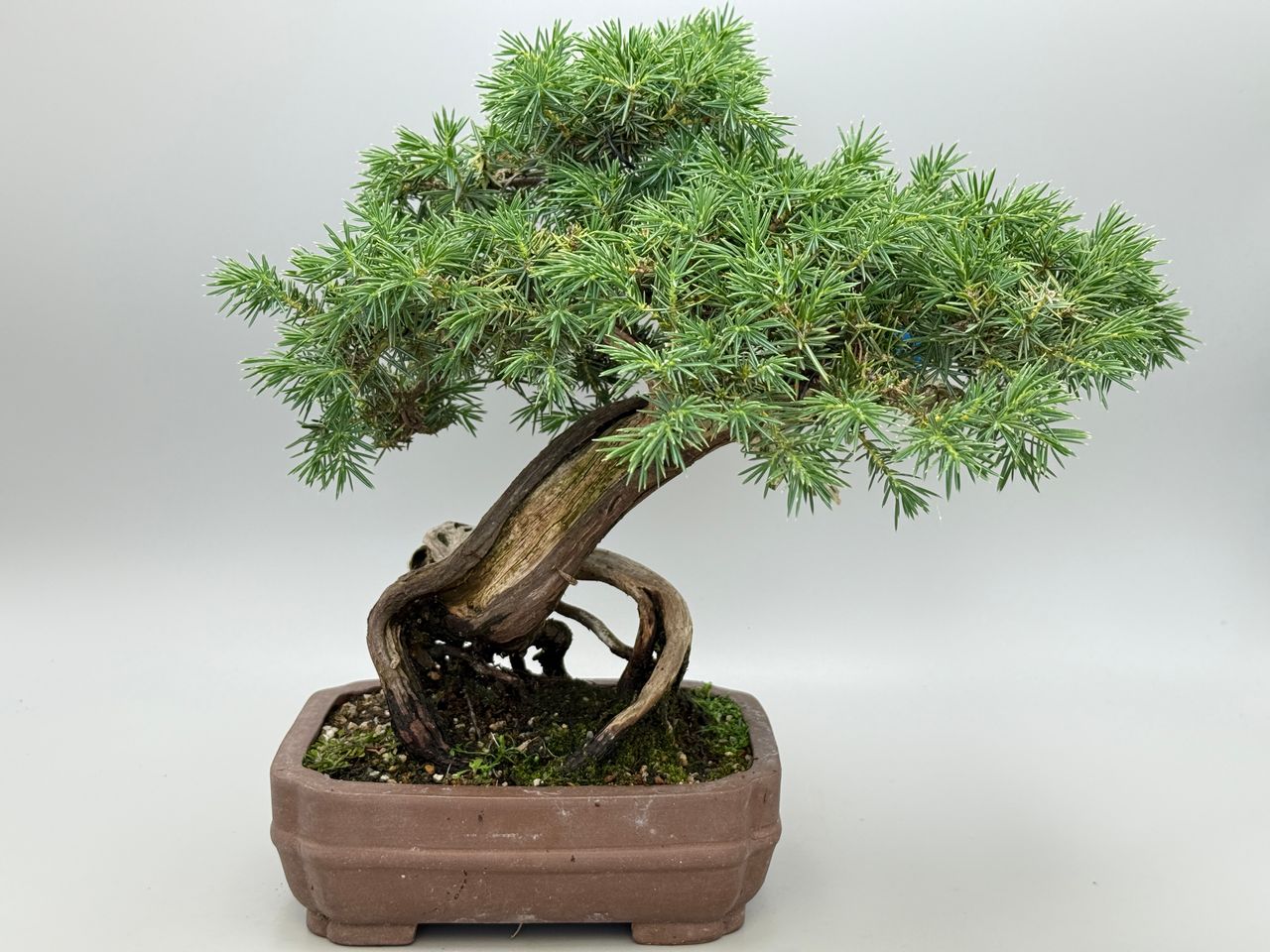 Juniperus Rigida, foto 1