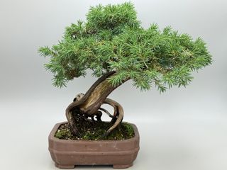 Juniperus Rigida