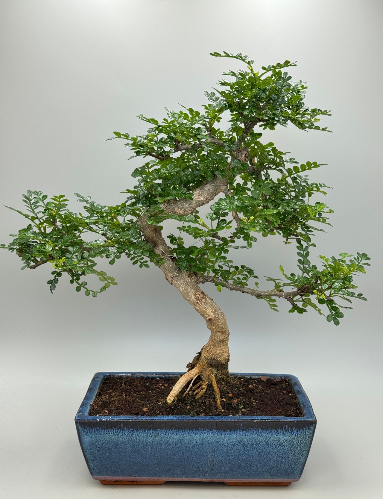 Zanthoxylum piperitum, photo 1