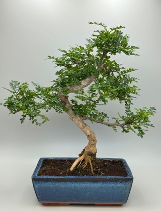 Zanthoxylum piperitum