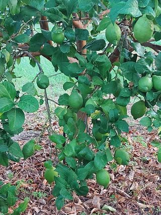 Limone Lunario
