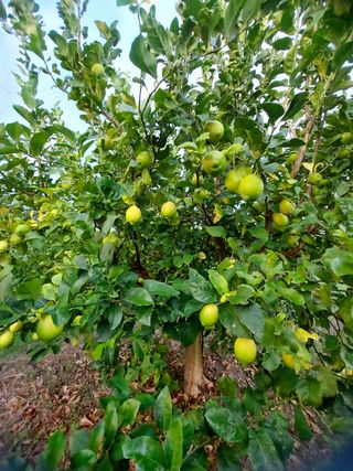 Limone Carrubbaro