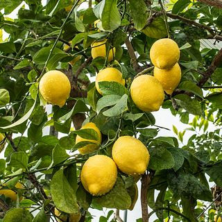 Limone Eureka