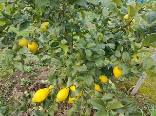 Limone Verna