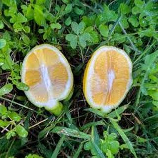 Limone Interdonato