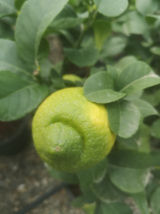 Limone Femminello Siracusano