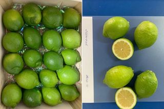 Limone Fino 95