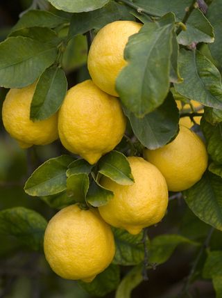 Limone Fino 49