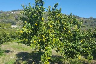 Citrus x limons