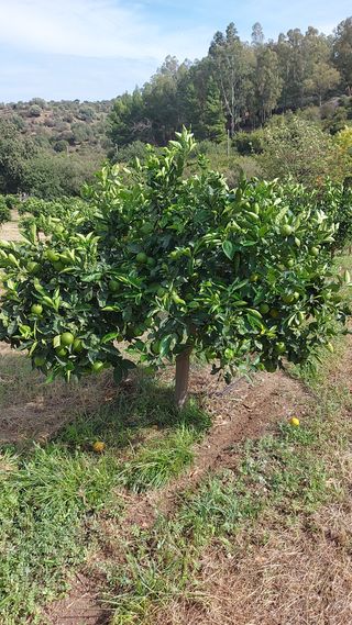 ARANCIO CALABRESE - Gruppo Padana s.s.