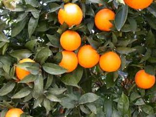Arancio Navelina