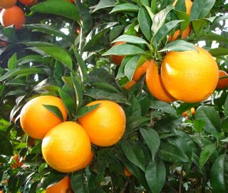 Arancio New Hall