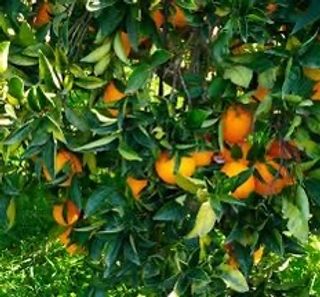 Arancio Vaniglia