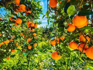 Arancio Tarocco