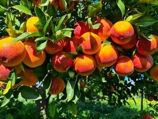 Arancio Tarocco Lempso
