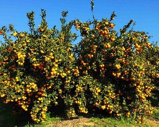 ARANCIO LANELATE - Gruppo Padana s.s.