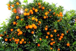 Arancio Moro