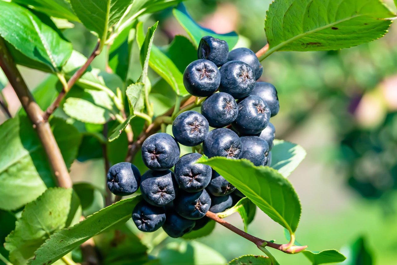 Aronia melanocarpa, photo 1