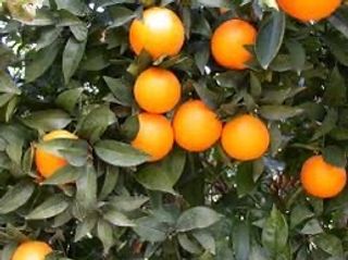 Arancio Tarocco Tdv