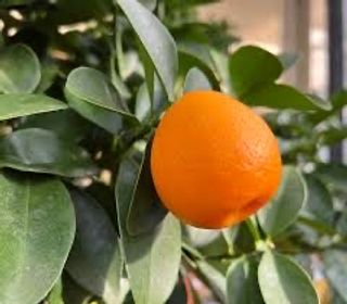 Brasiliano, Arancio Ombelicato, Arancio Biondo