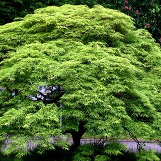 Acer japonicum
