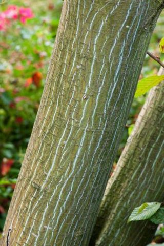 Acer davidii