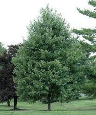 ACER RUBRUM - Azienda Agricola - Vivaio Mares Tiziano