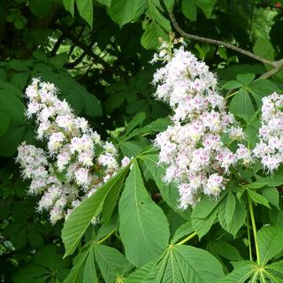 Aesculus hippocastanum