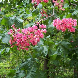 Aesculus x carnea