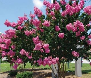 LAGERSTROEMIA - Azienda Agricola - Vivaio Mares Tiziano