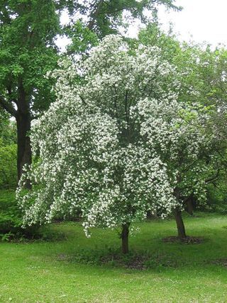 Crataegus monogyna