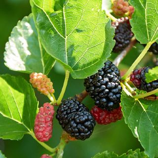 Morus nigra