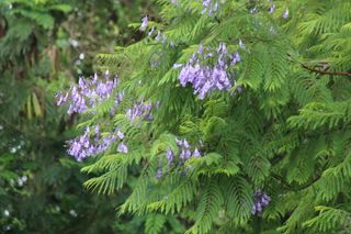 Jacaranda mimosifolia