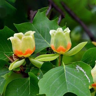 Liriodendron tulipifera