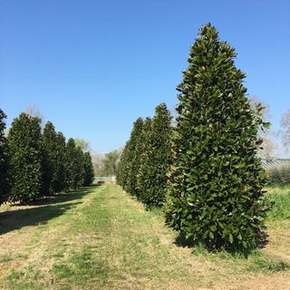 MAGNOLIA DAI FIORI GRANDI - Gruppo Padana s.s.