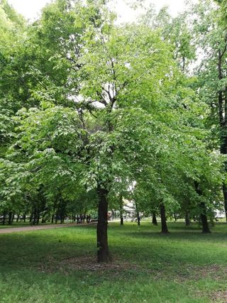 Ostrya carpinifolia