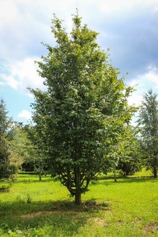 Parrotia persica