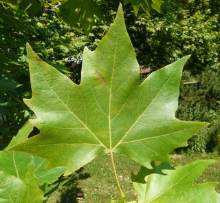 Platanus acerifolia