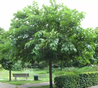 Morus alba